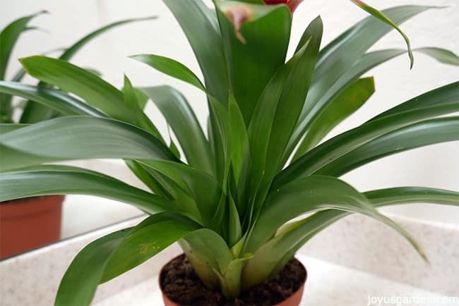 Close up of a guzmania bromeliad pup, growing in a nursery pot on a bathroom counter. 