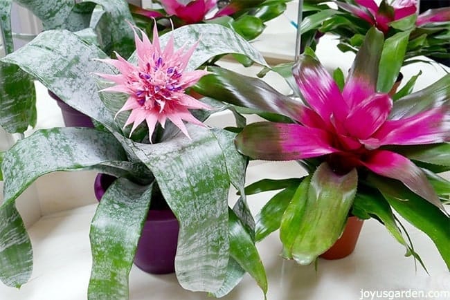 Aechmea Plant Care Tips: A Beautiful with the Pink Flower