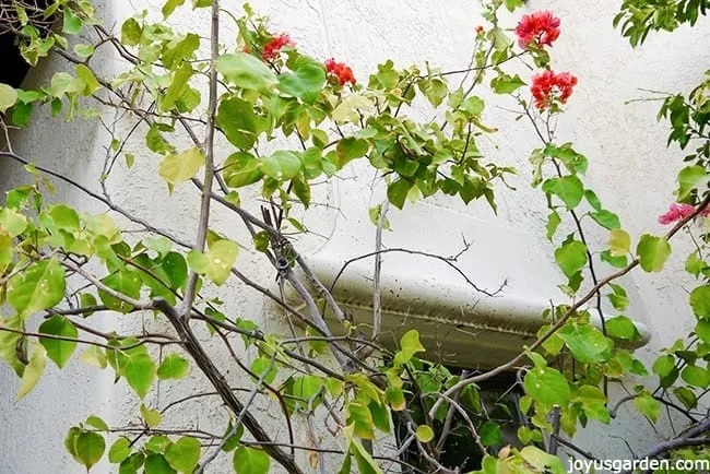 Bougainvillea which needs pruning growing up the side of a white wall.