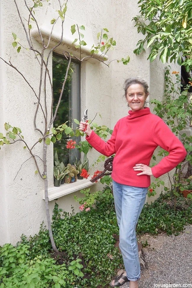 the hard pruning of an overgrown bougainvillea