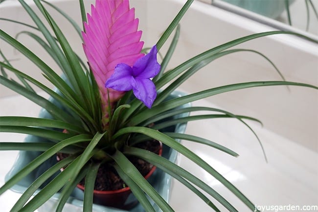 Pink Quill Plant Care Tips The Tillandsia with Big Bloom
