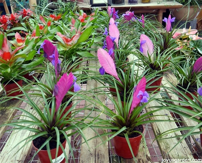 pink quill plant bromeliads in flower sit on a table in a nursery next to neoregelia bromeliads