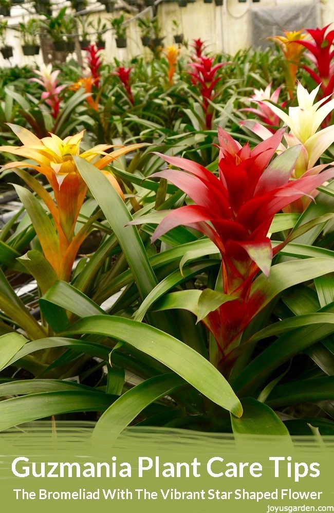Many guzmania bromeliad plants with flowers of different colors sit on a table in a greenhouse the text reads Guzmania Plant Care Tips: The Bromeliad With The Vibrant Star Shaped Flower joyusgarden.com.