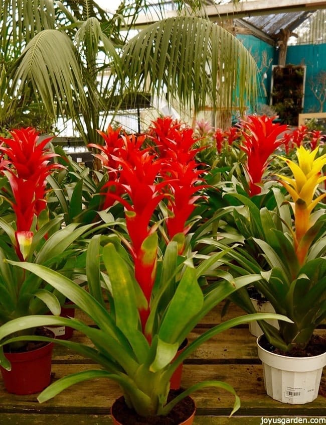 bright orange & yellow guzmania bromeliad plants sit on a table in a nursery