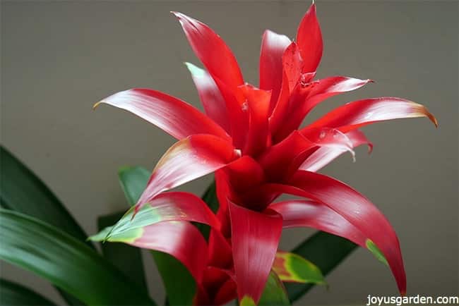 Close up of a red guzmania bromeliad flower with green foliage. 