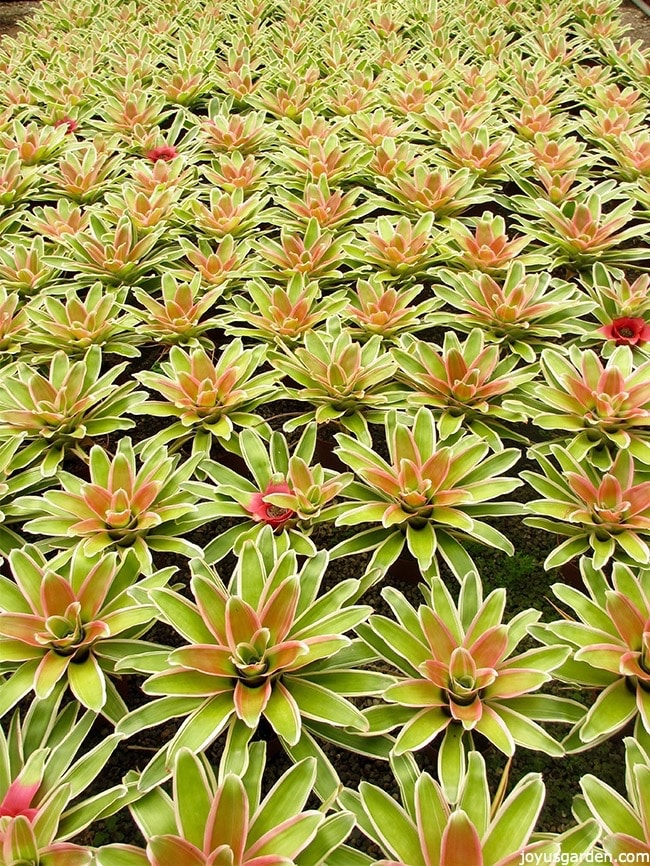 many neoregelia bromeliads with light green leaves & light red centers grow in a greenhouse
