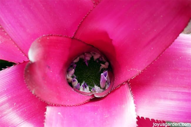 close up of a neoregelia bromeliad with a deep pink center & tiny violet flowers