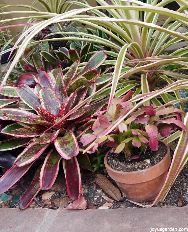 colorful bromeliads & a christmas cactus grow in a garden