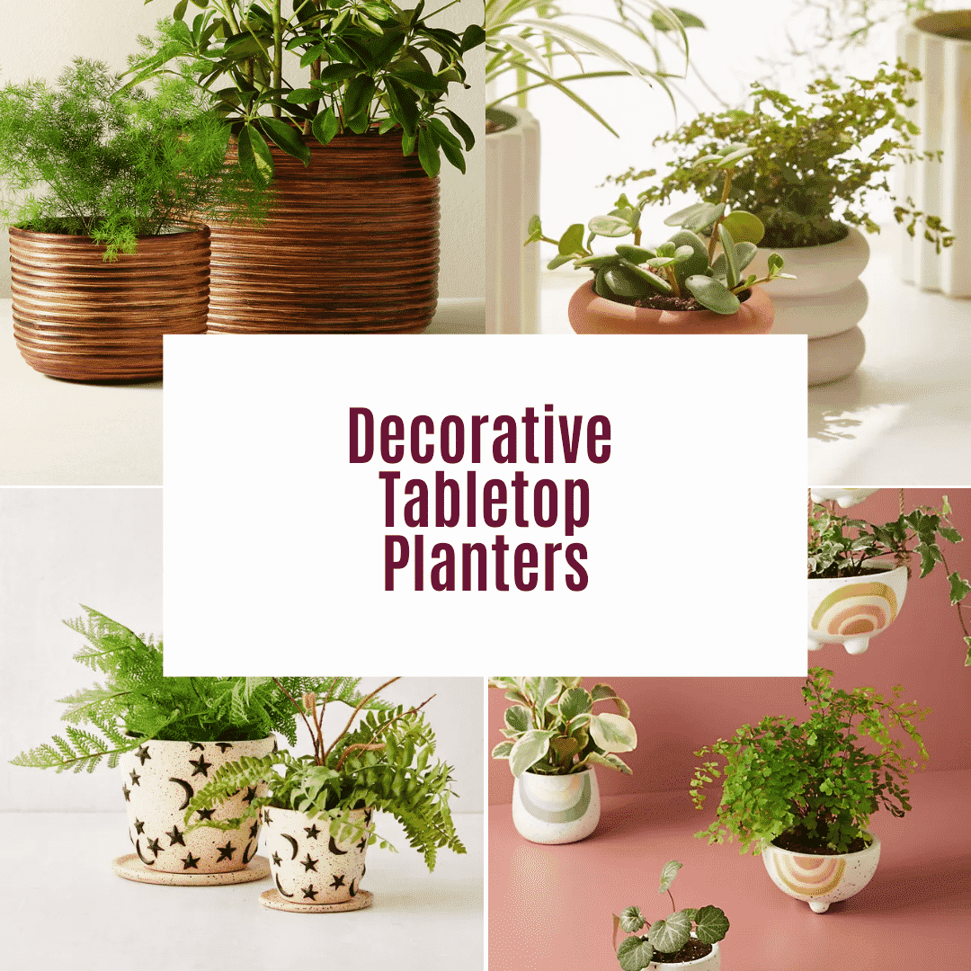 Indoor plants for table top shop
