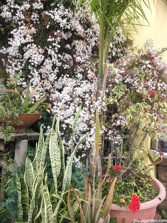 be careful when you Grow Pink Jasmine Vine