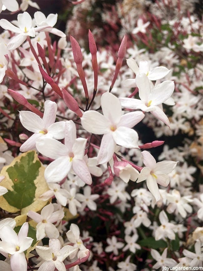 This is why you want to Grow Pink Jasmine Vine