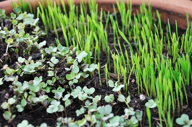 How to Grow Your Own Organic Food Indoors