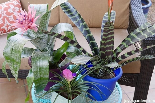 an aechmea pink quill plant & vriesea bromeliads sit on a patio table