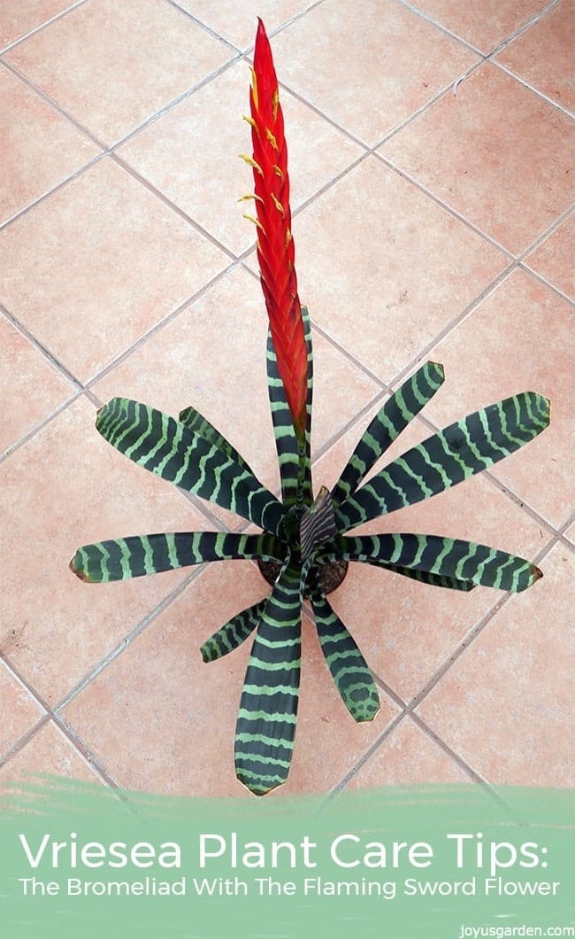 Vriesea Plant Care Tips: The Bromeliad With The Flaming Sword Flower