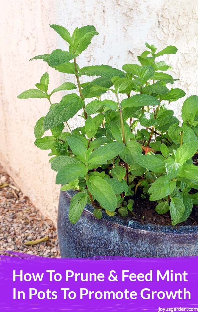 How To Prune and Feed Mint Plants