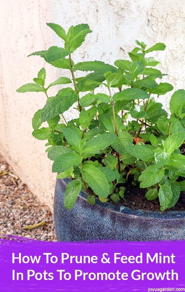 How to Prune and Feed Mint Plants