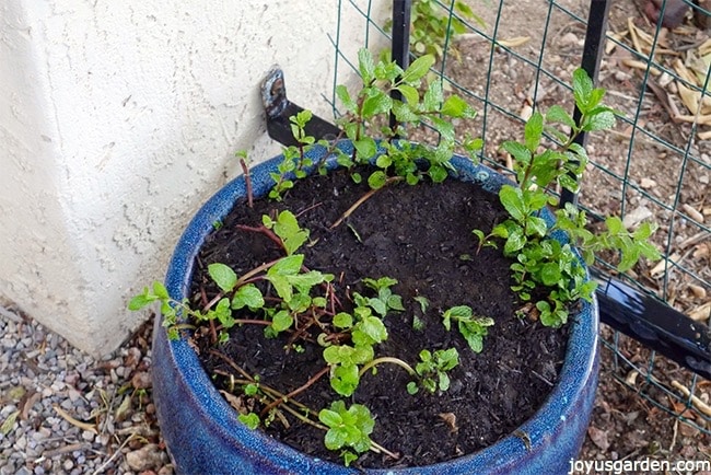 how-to-prune-feed-mint-in-pots-to-promote-growth