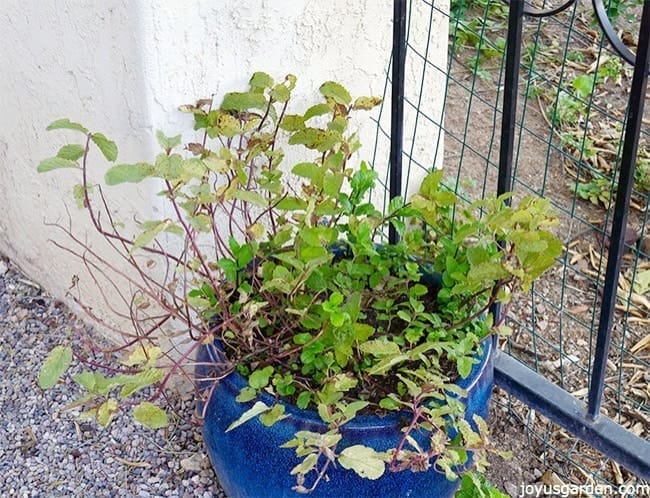 how-to-prune-feed-mint-in-pots-to-promote-growth