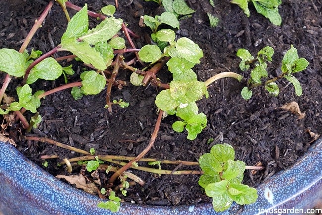 how-to-prune-feed-mint-in-pots-to-promote-growth