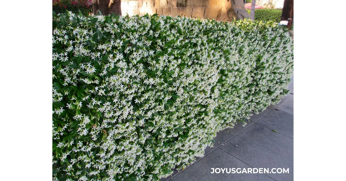 Star jasmine in full bloom growing along a chain fence covered in fragrant white flowers.