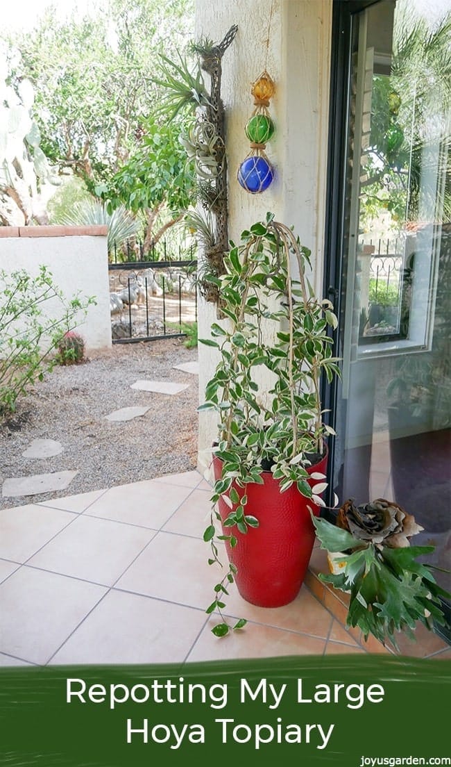 Repotting My Large Hoya Topiary