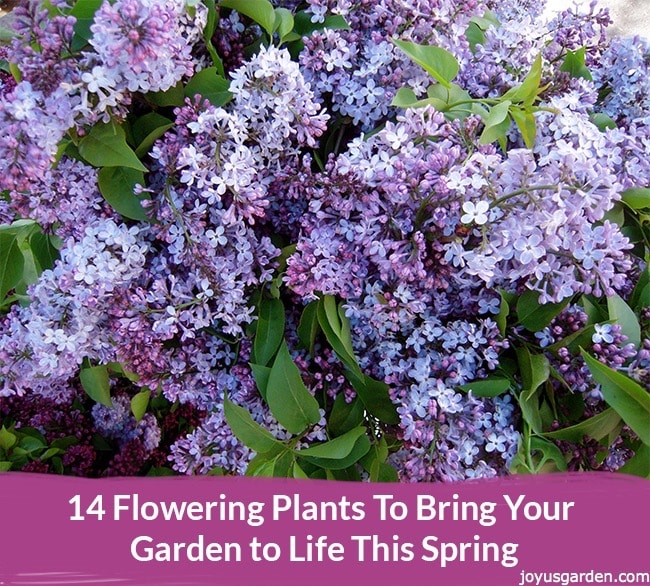 14 Flowering Plants To Bring Your Garden to Life This Spring