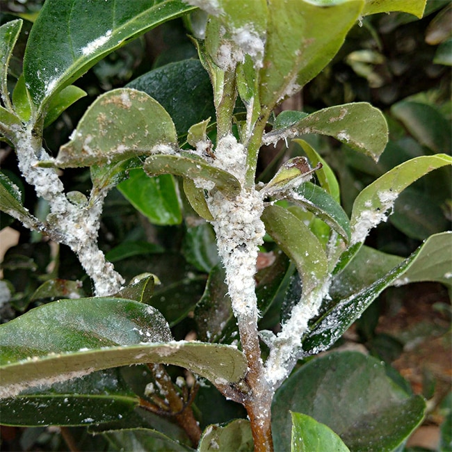 a bad infestation of mealybugs on a plant the stems are covered in white