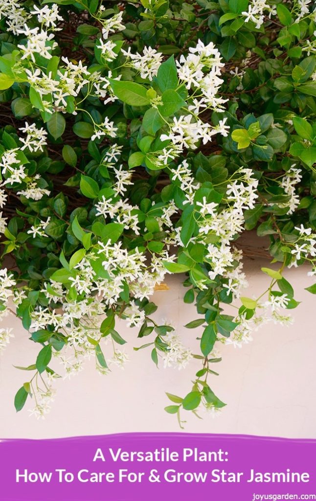 Close up of a beautiful star jasmine vine covered in white flowers flowers the text reads a versatile plant: how to care for & grow star jasmine joyusgarden.com.