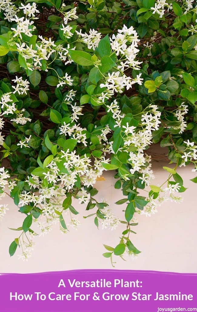 Star Jasmine Plant Care: How To Grow Trachelospermum Jasminoides 