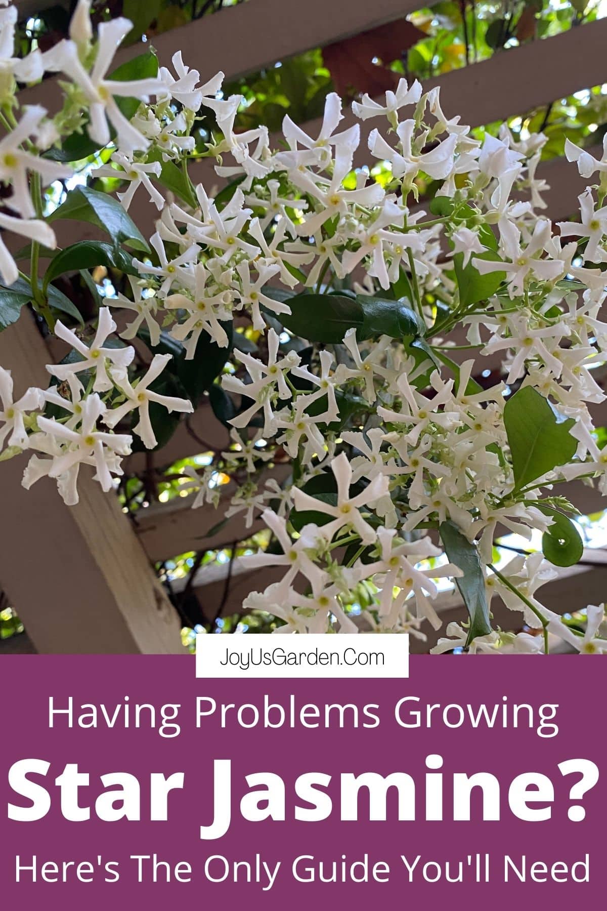 The list of 9 How fast do jasmine grow 2 Star Jasmine Care and Growing Tips