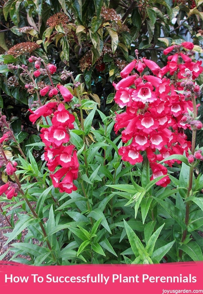 cherry red penstemon flowers with white centers the text reads How To Successfully Plant Perennials