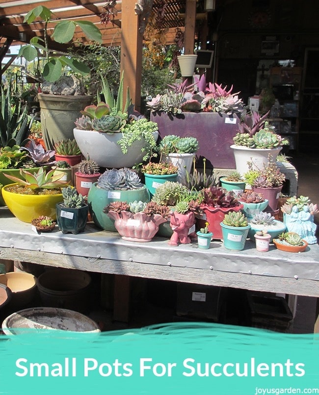 A variety of decorative succulent pots sit on a table on display at a nursery the text reads small pots for succulents.