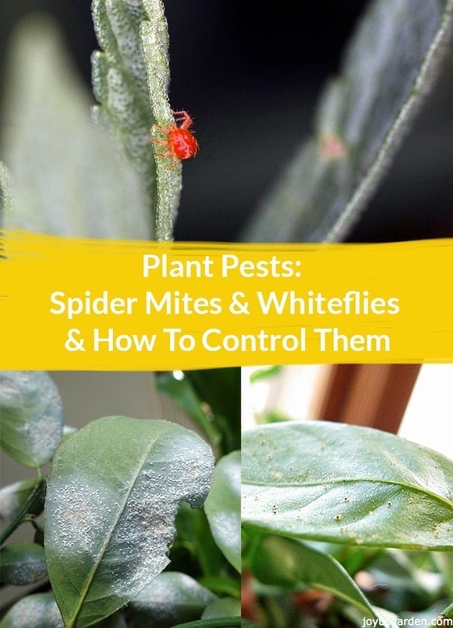 How to Control Plant Pests (Spider Mites & Whiteflies)