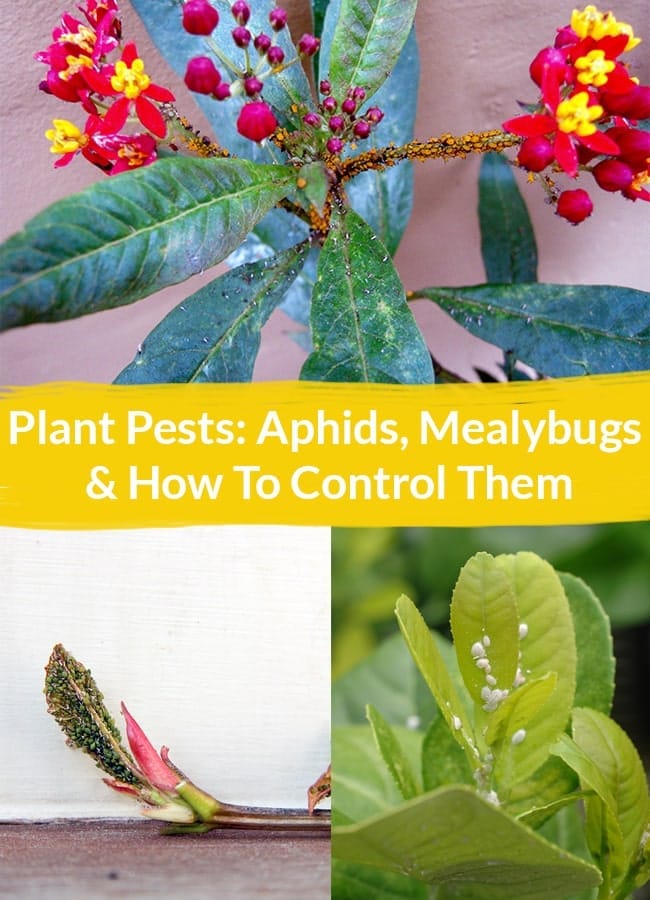 How to Control Aphids and Mealybugs