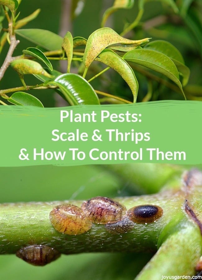 How to identify and get rid of thrips pests in your garden