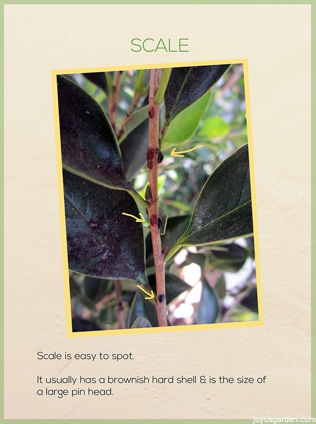 picture of many scale insects on a plant stem the text reads scale