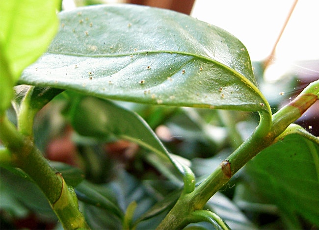 webbing on a leaves & stem of a plant due to spider mites