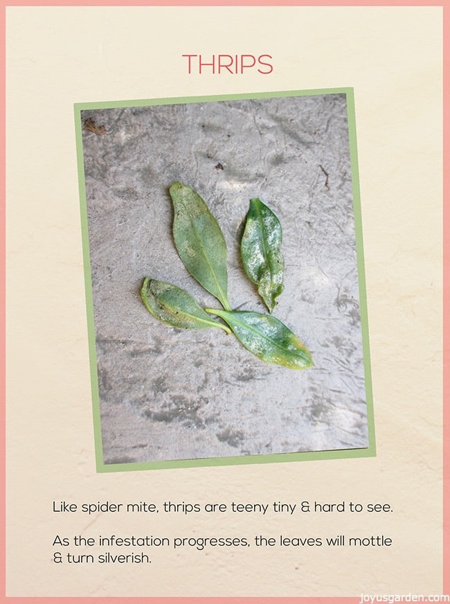 picture of plant leaves infested with thrips the text reads thrips