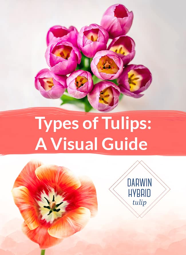 Types of Tulips