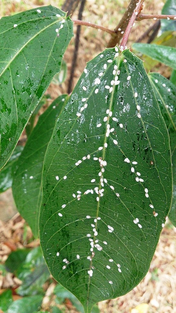 picture of white scale on plant leaves