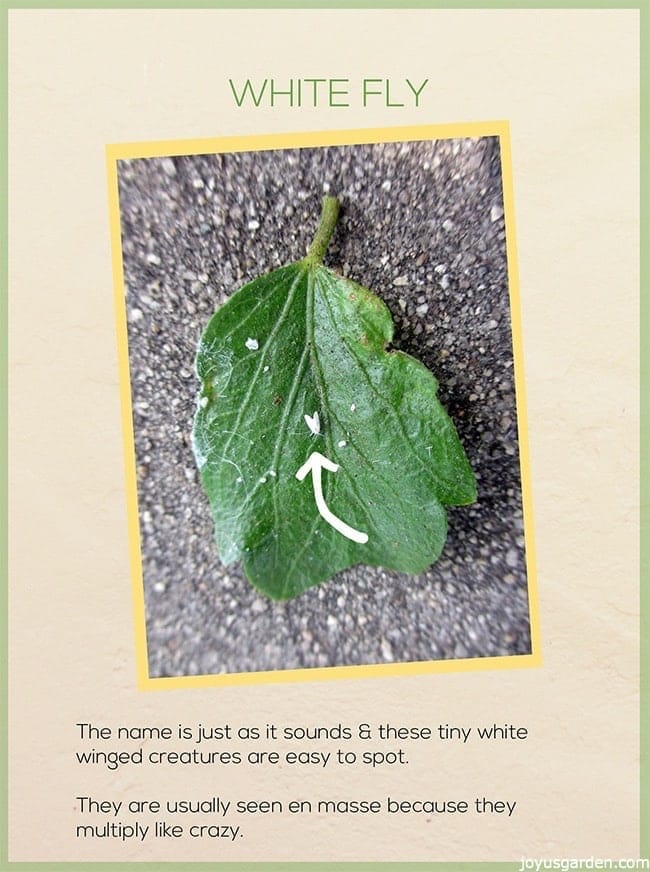 white flies on a leaf the text reads white fly