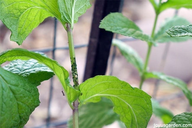 greens aphids on a mint stem