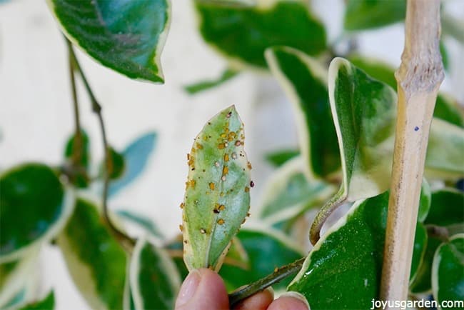 orange aphids on the back of a hoya leaf