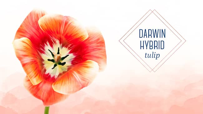 tulip-type-darwin-hybrid-tulip