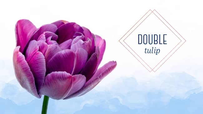 Tulip Type Double Tulip