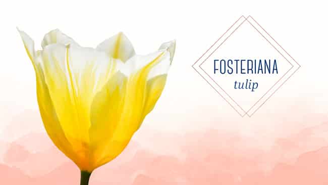 types of tulips fosteriana tulip