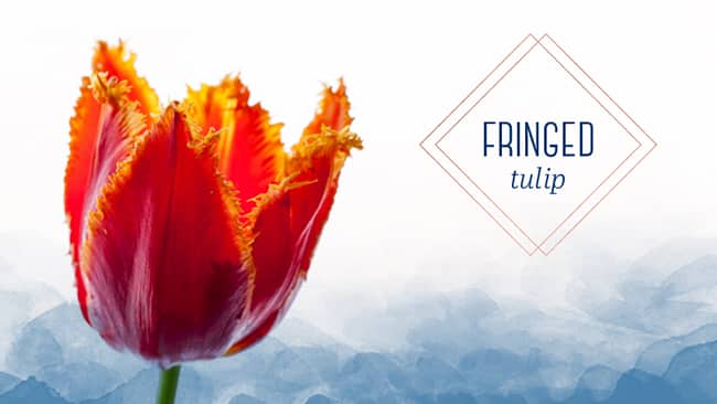 tulip type fringed tulip