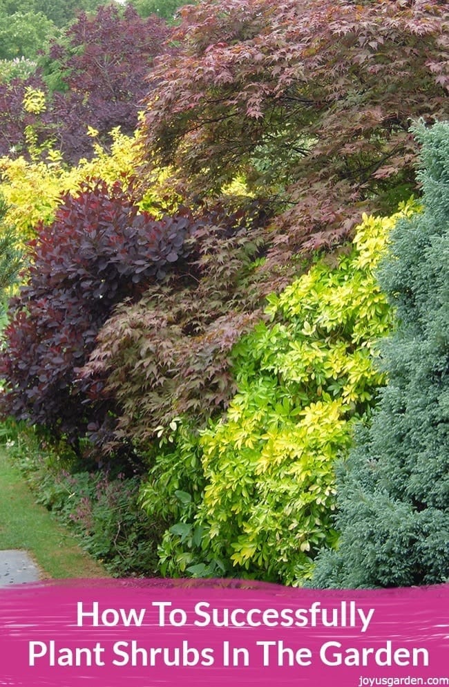 How To Successfully Plant Shrubs In The Garden