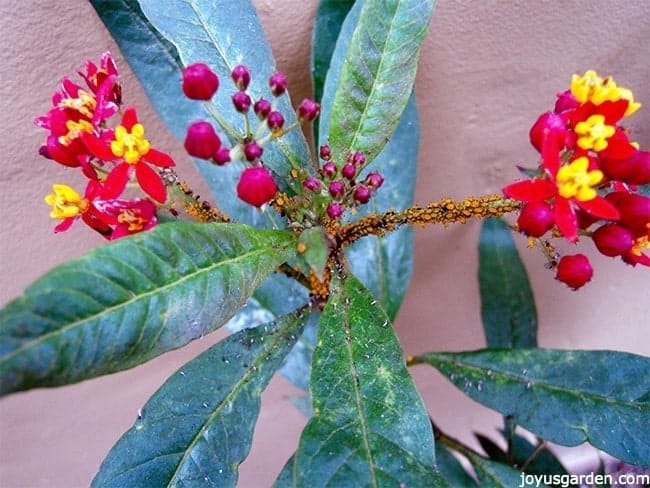 orange aphids covering the stems of on a butterfly weed