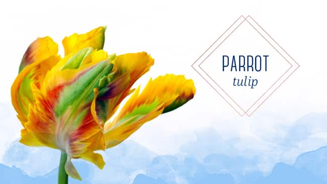 Types of tulips parrot tulip